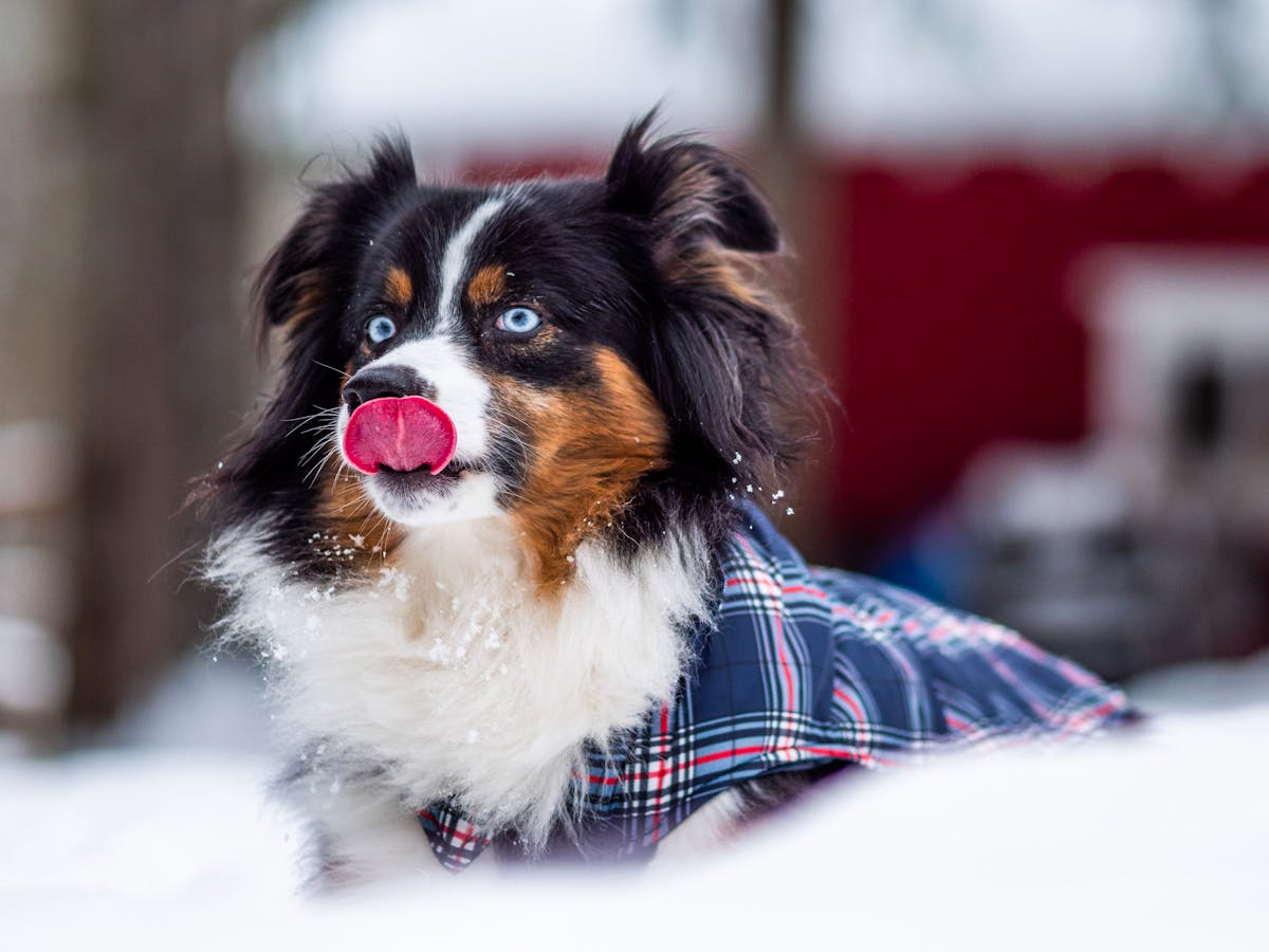 Australian Shepherd dog with puzzle feeder