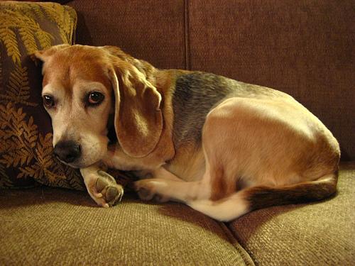Beagle dog