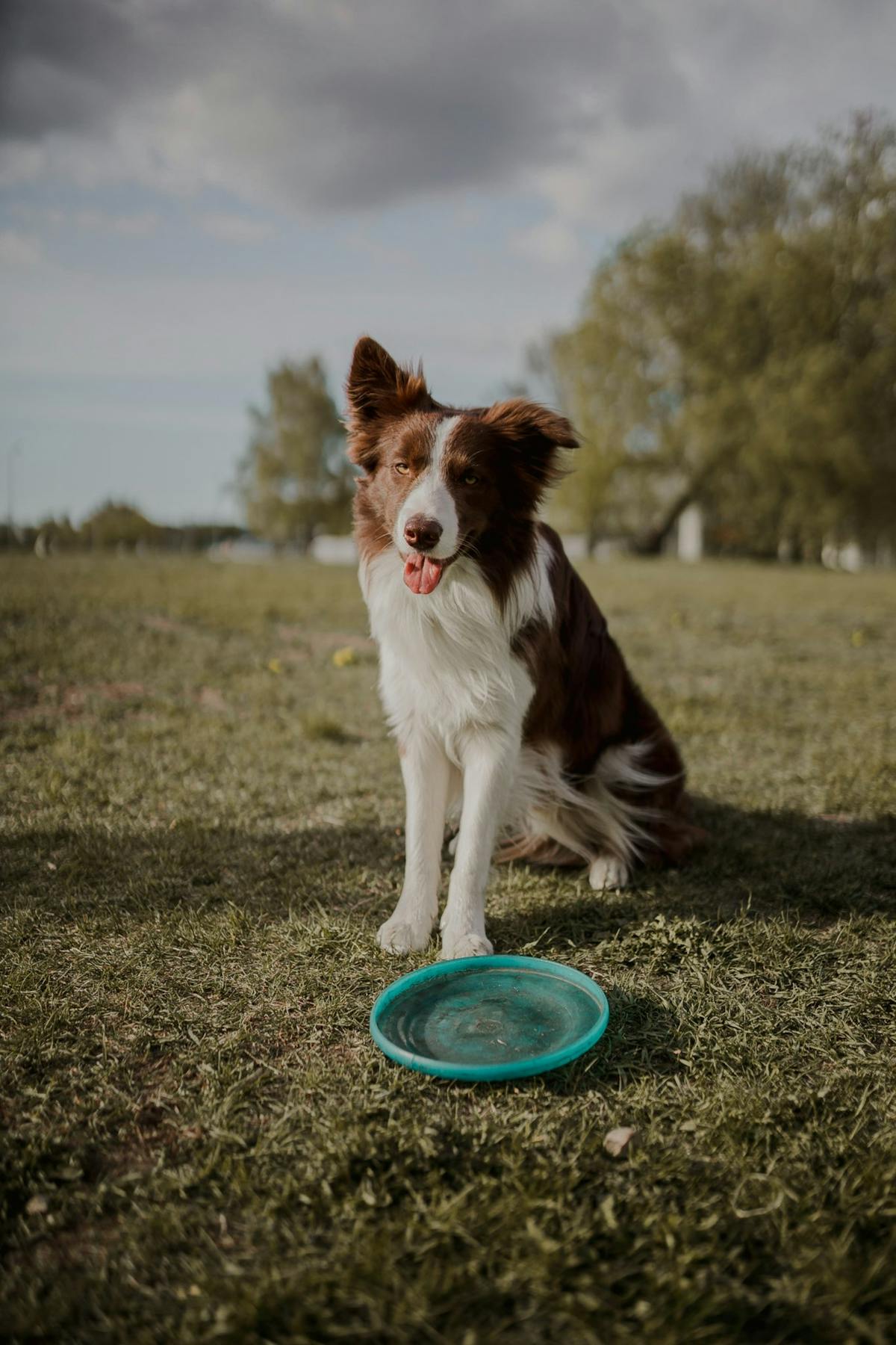 Border Collie dog with puzzle feeder