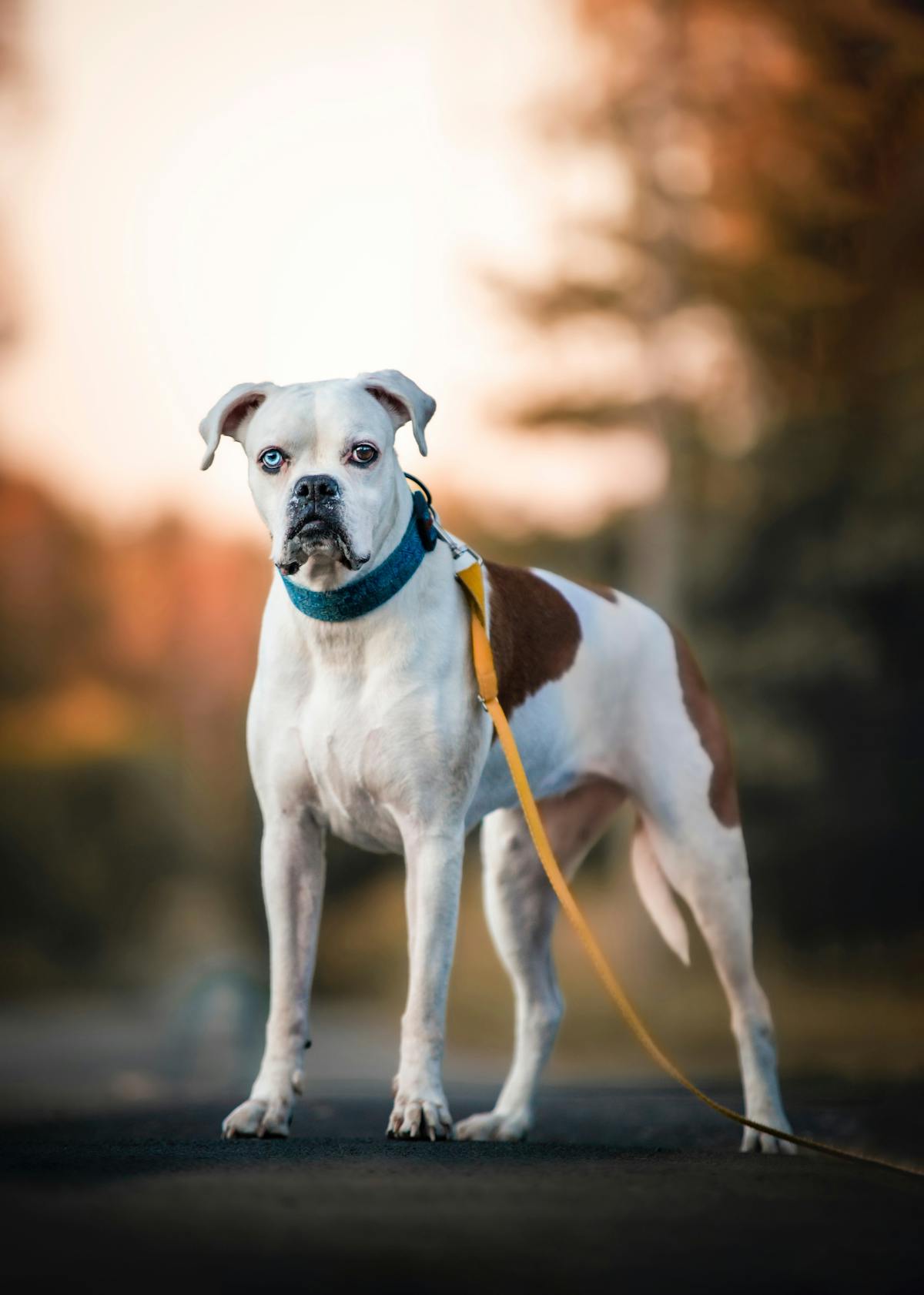 Boxer dog with puzzle feeder