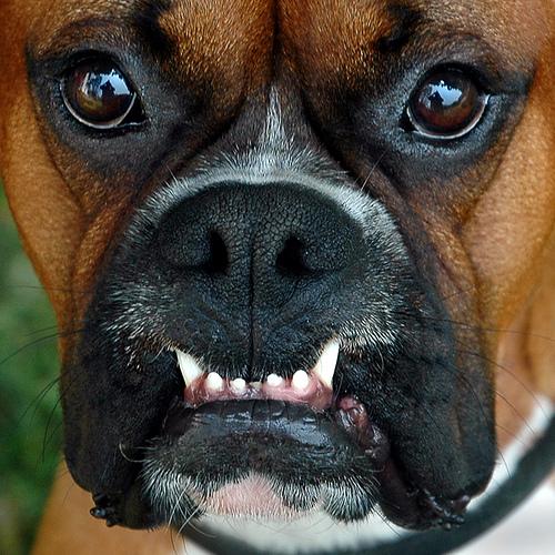 Boxer dog