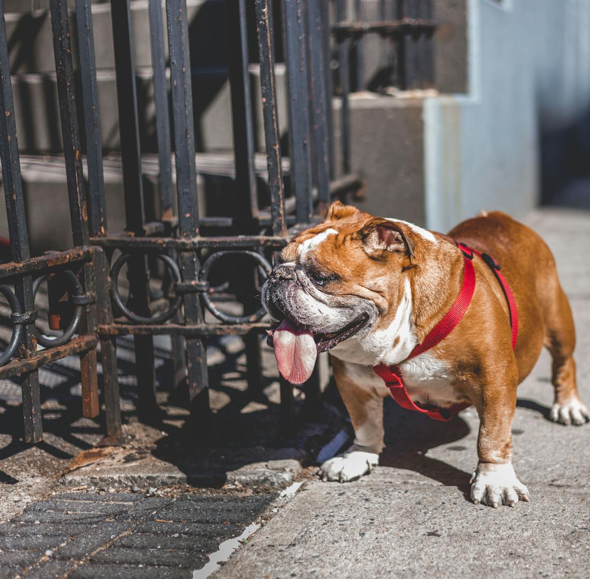 Bulldog dog with puzzle feeder