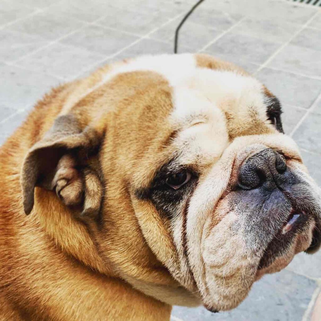 Bulldog dog