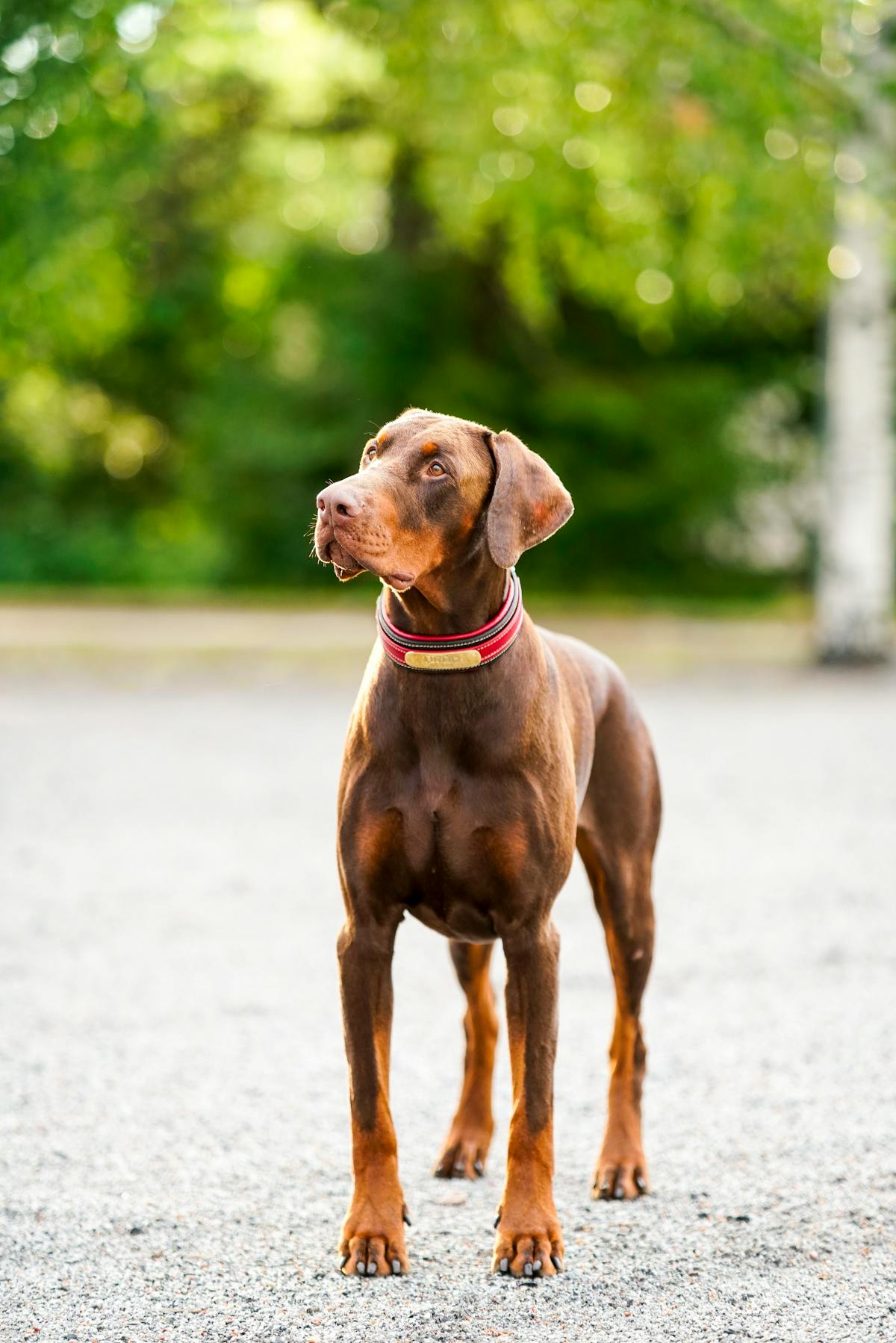 Doberman Pinscher dog with puzzle feeder