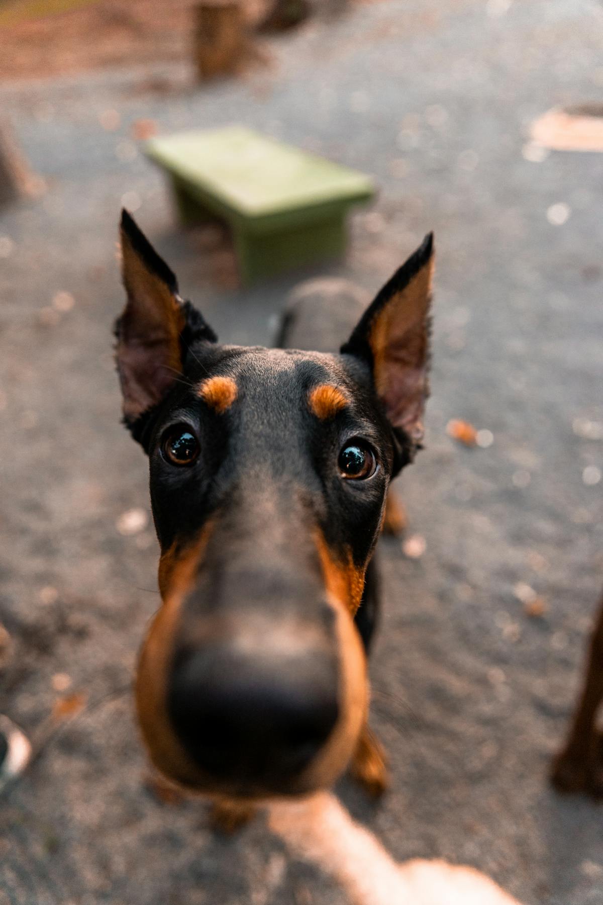 Doberman Pinscher enrichment and mental stimulation