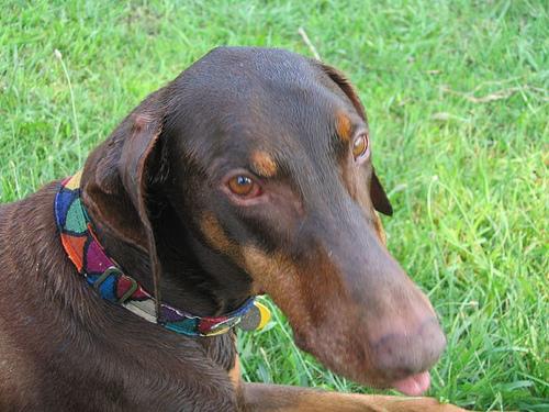 Doberman Pinscher dog