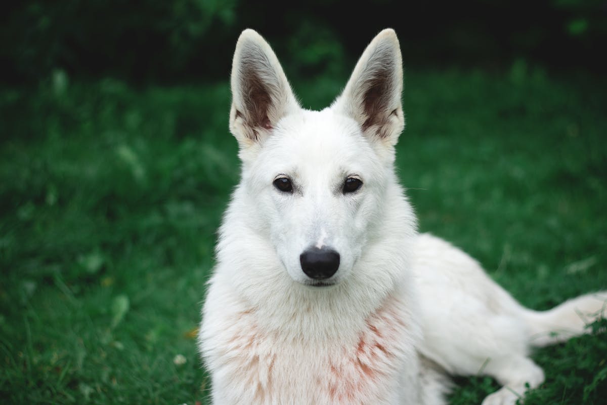 German Shepherd dog with puzzle feeder