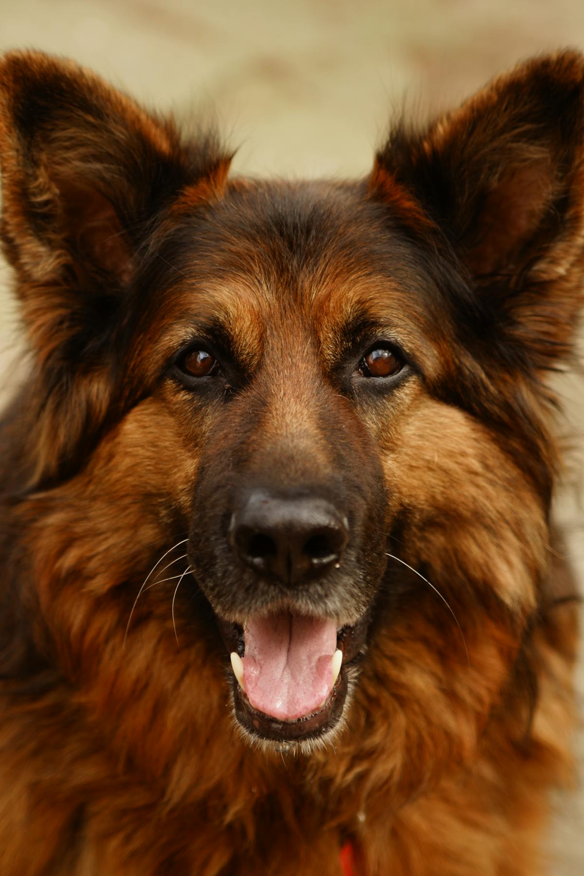 German Shepherd enrichment and mental stimulation