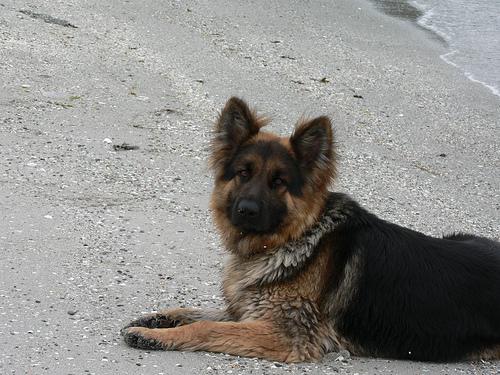 German Shepherd dog