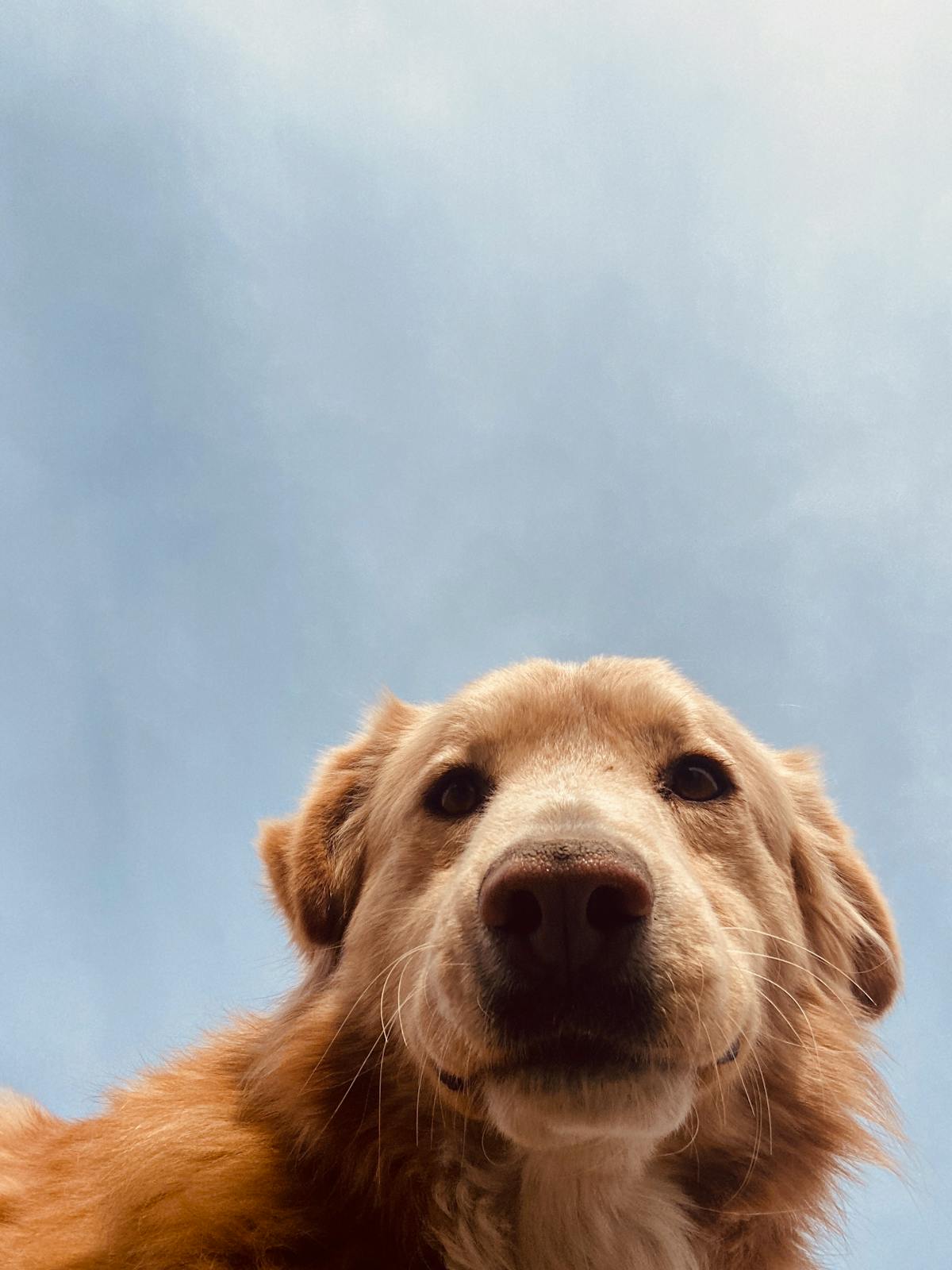 Golden Retriever enrichment and mental stimulation