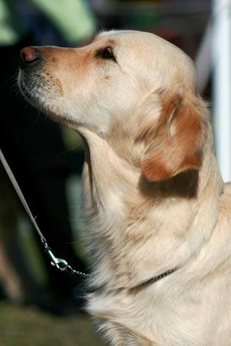 Golden Retriever dog