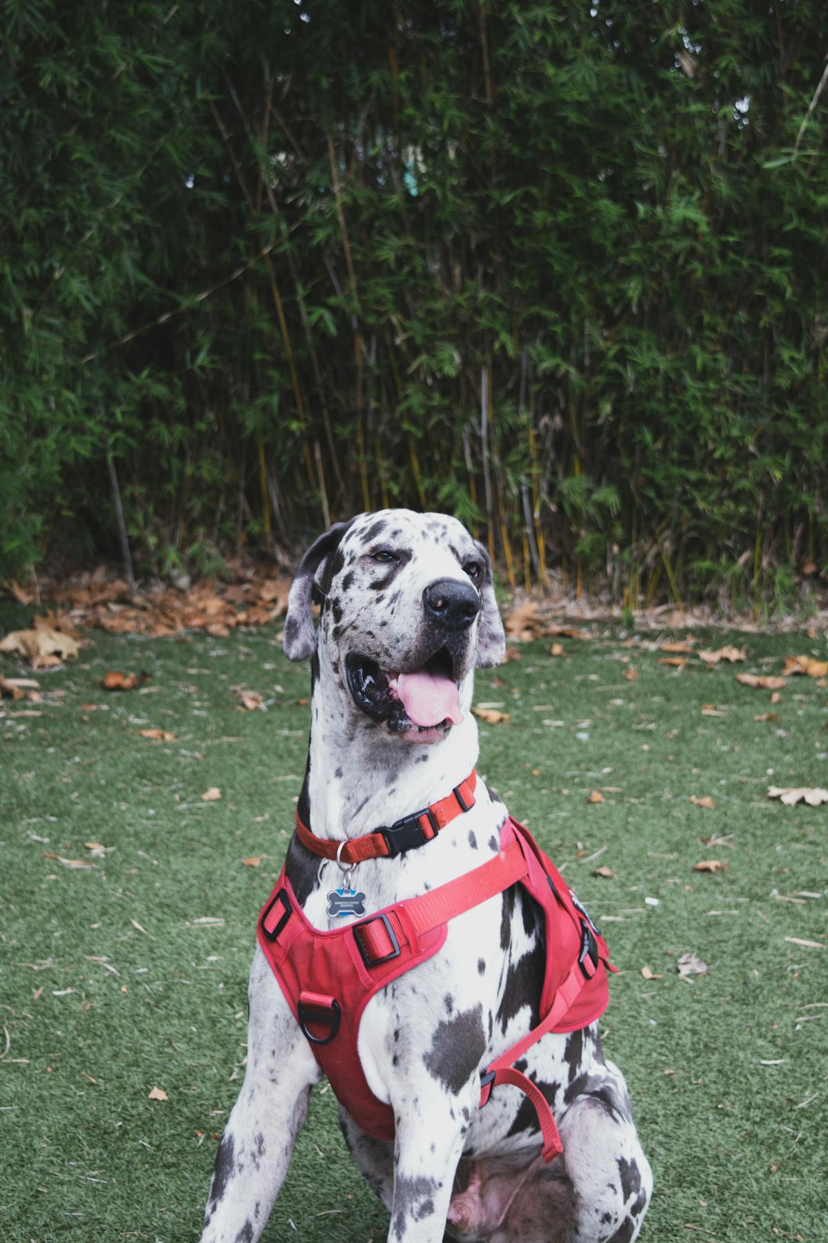 Great Dane dog with puzzle feeder