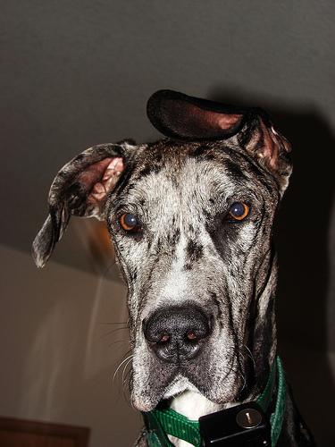 Great Dane dog