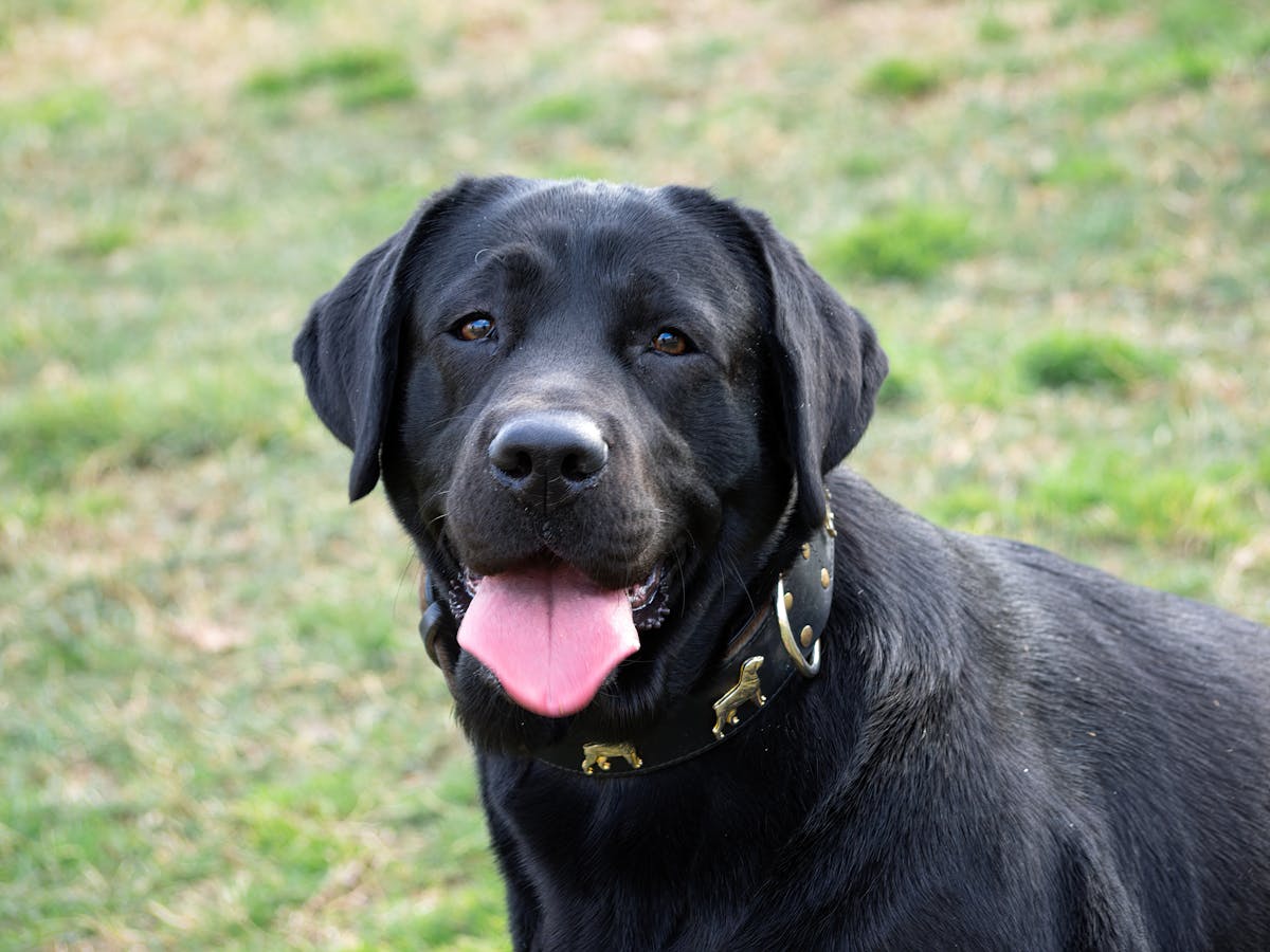 Labrador enrichment and mental stimulation