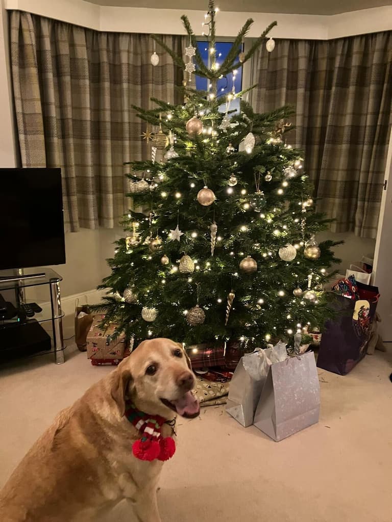 Labrador Retriever dog