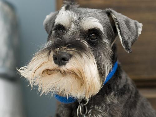 Miniature Schnauzer dog