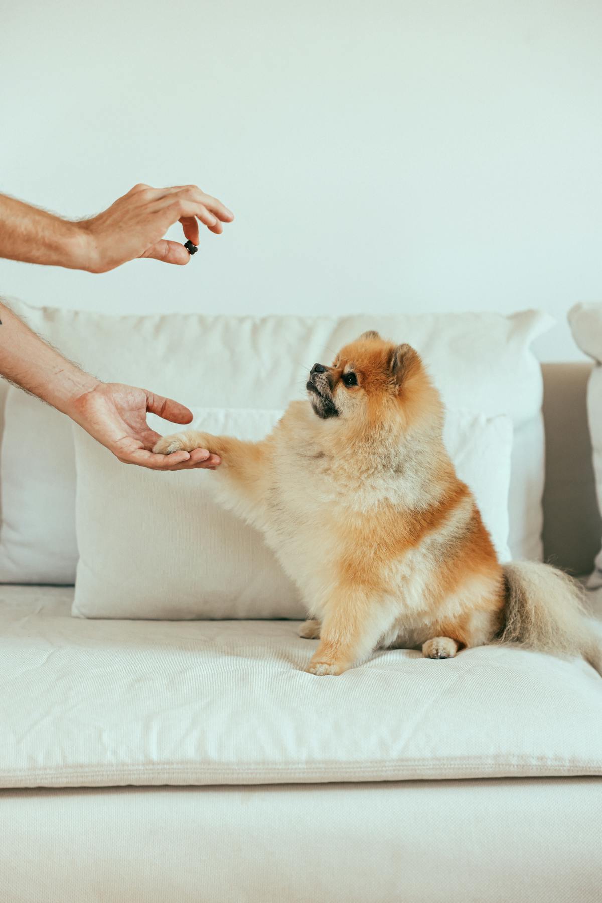 Pomeranian enrichment and mental stimulation