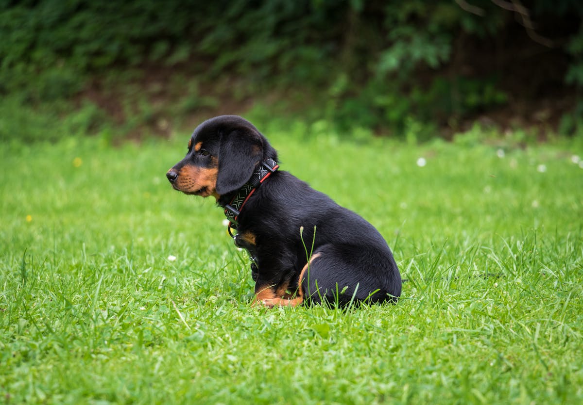 Rottweiler dog with puzzle feeder