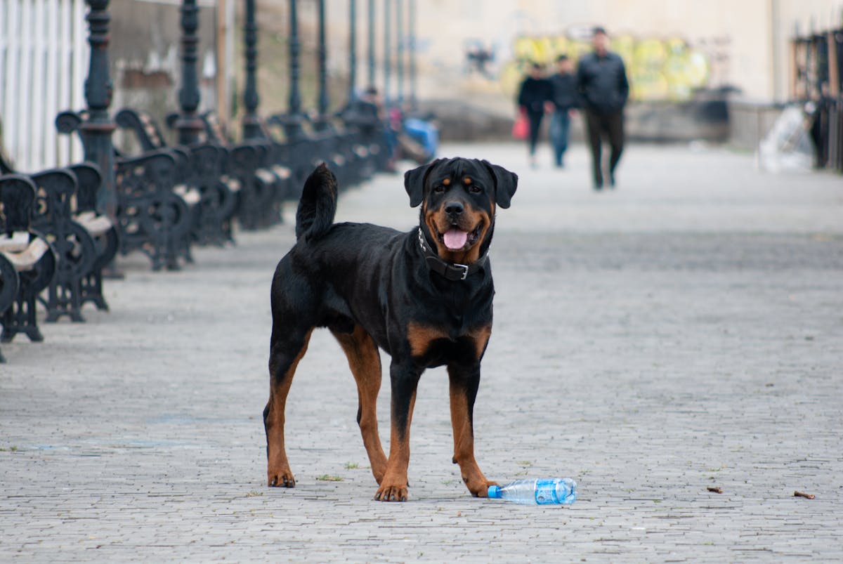 Rottweiler enrichment and mental stimulation