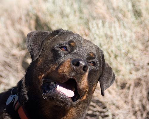 Rottweiler dog