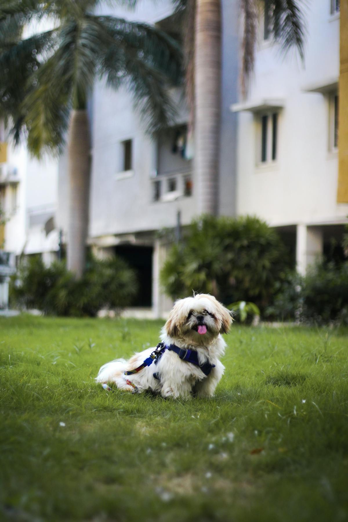 Shih Tzu dog with puzzle feeder