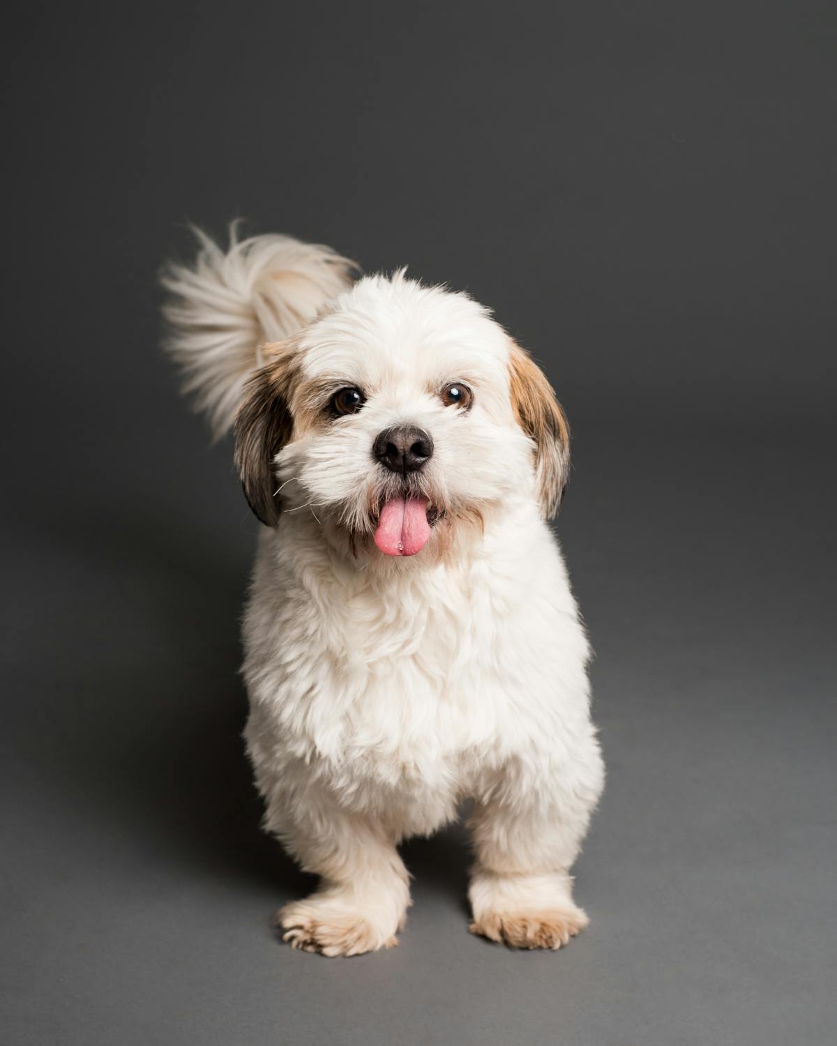 Shih Tzu enrichment and mental stimulation