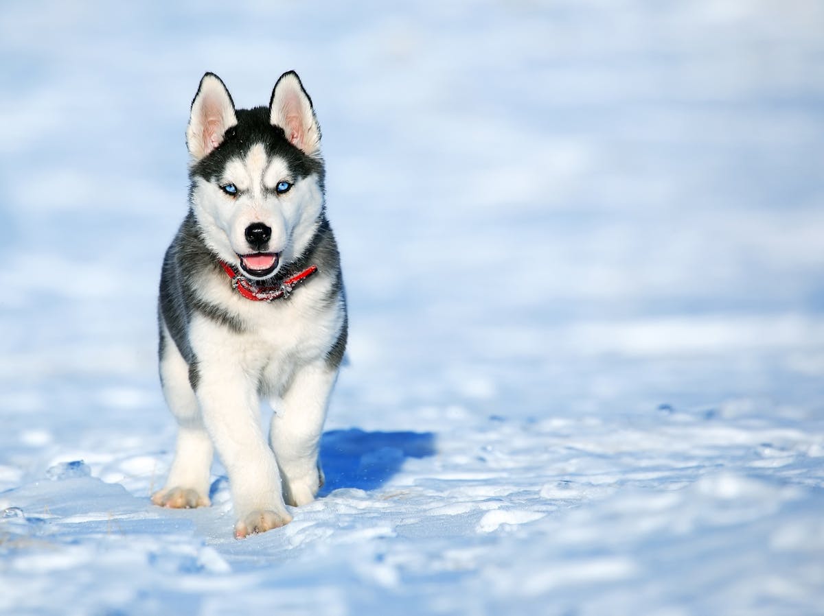 Siberian Husky dog with puzzle feeder