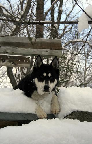 Siberian Husky dog