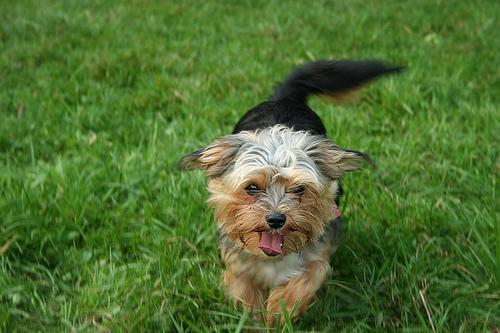 Yorkshire Terrier dog